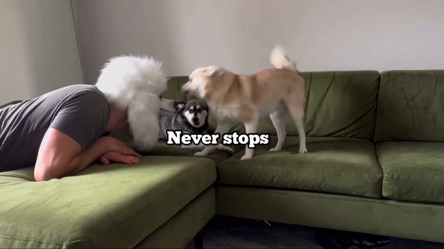 DRAMATIC Mini Huskies React To Owner WITH Poodle Mask | Alaskan Klee Kai смотреть онлайн