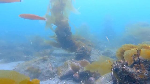 Hanoi Rocks Underwater World Official Video