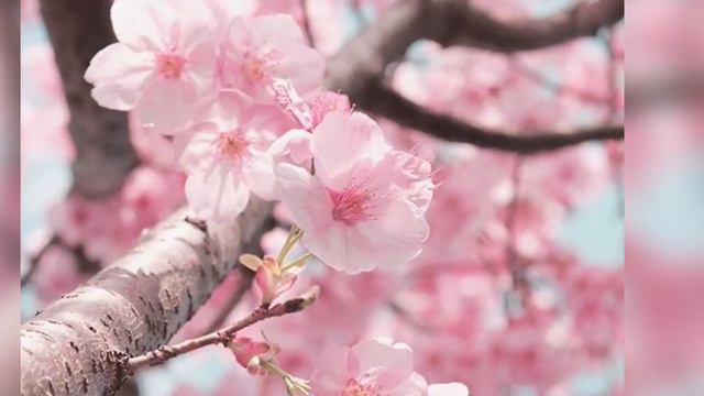 О Тебе пою, Спаситель🎵, співає: Роман Троцковець 2020🎸. смотреть онлайн