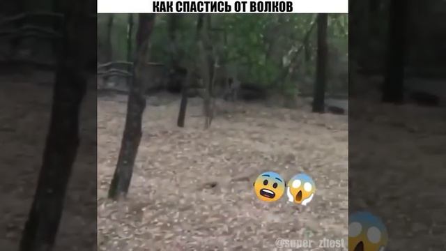 как спастись от волков смотреть онлайн
