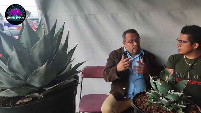 AGAVEMEX: JOSÉ HERNANDEZ LOS TIPS MAS BUSCADOS смотреть онлайн