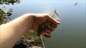 Рыбалка на Дону , в районе Новогремячья, Воронежская область , 18.07.2021