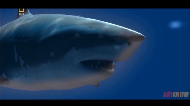 ЧТО ЕСЛИ БЫ ЛЮДИ ЖИЛИ ПОД ВОДОЙ? смотреть онлайн