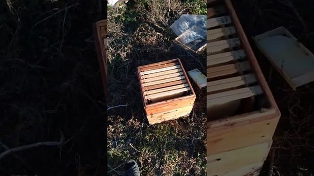 Улей удав безвощинные рамки! смотреть онлайн