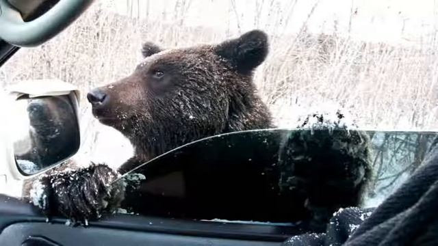«Почему медведи любят мёд?» - описание и особенности в природе. смотреть онлайн