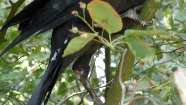 Воронёнок в парке, Инспиратор- Красавец на ладони!:) смотреть онлайн