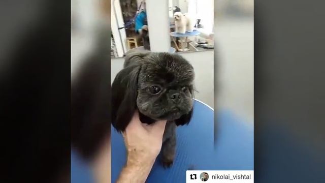 Стрижка ши тцу в Одессе. Топ мастер по ши тцу Николай Вишталь смотреть онлайн