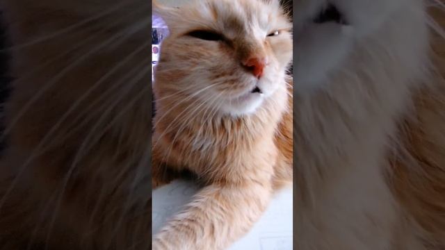 Я могу показать тебе взгляд орла #котики #приколы #озвучка смотреть онлайн