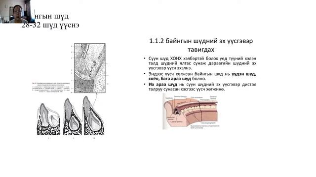 Семинар 3. Шүдний үүсэл хөгжил смотреть онлайн