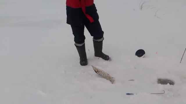 Сестрорецк. Рыбалка. смотреть онлайн