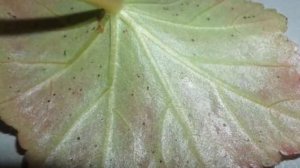 Как спасти Бегонию? Болезни Бегонии – причины и способы лечения.