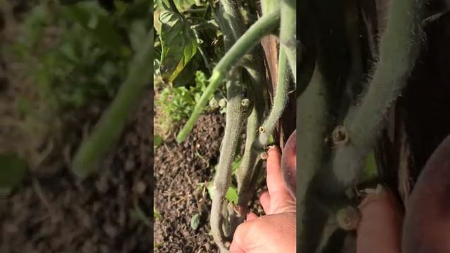 Сорт томата «Мохнатый Кейт Жёлтый» смотреть онлайн