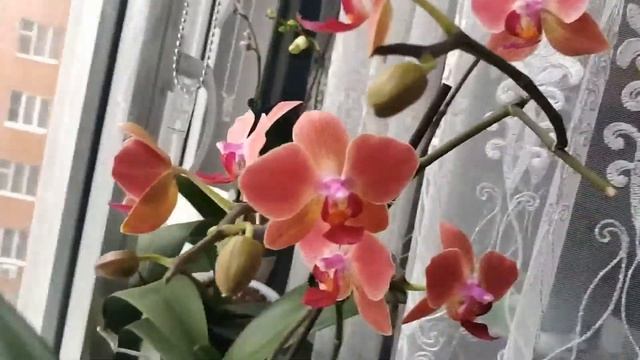 Мария Тереза?#орхидеи#фаленопсисы#цветение#дом