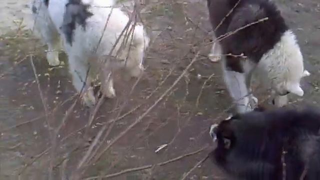 Весенний авитаминоз))))