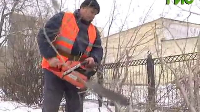 Декоративная обрезка деревьев смотреть онлайн