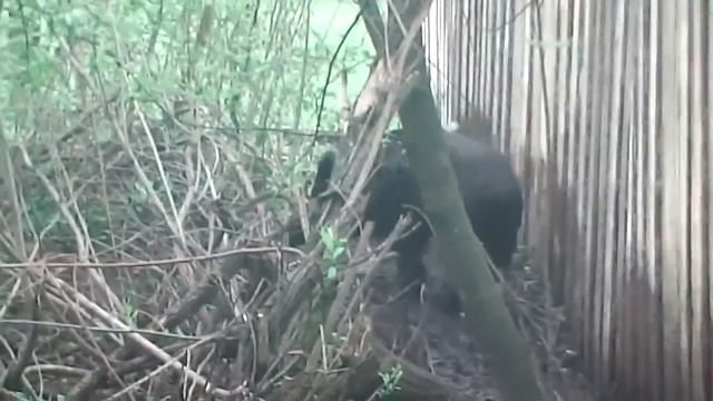 Бушуй 11 мес итс Альшей смотреть онлайн