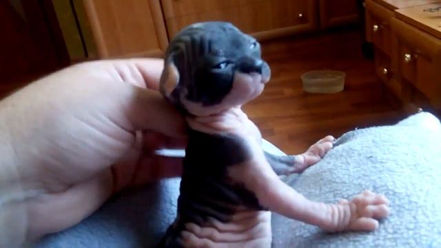 Сфинкс Руфина смотреть онлайн