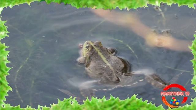 ИЗУЧАЕМ ЗВУКИ ЖИВОТНЫХ // + РЕАЛЬНЫЕ ЗВУКИ ЖИВОТНЫХ // + ВИДЕО ЖИВОТНЫХ // ДЛЯ САМЫХ МАЛЕНЬКИХ смотреть онлайн