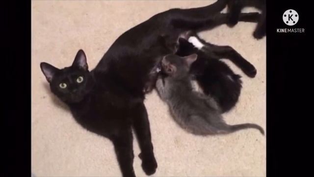 Котёнок обнимал землю кривыми лапками, он не надеялся на спасение, он просто хотел передать день