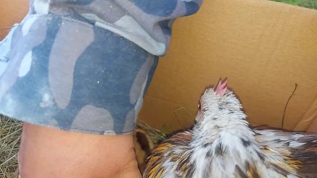 подарил наседку с цыплятами)) смотреть онлайн