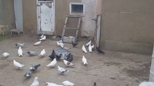 #Голуби #Дагестана    Голуби Арухова Романа! пос.Белиджи!