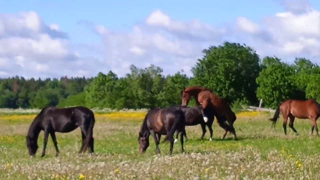 Косячный мерин кроет кобылу. 18+ смотреть онлайн