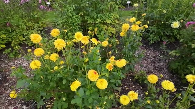 DAHLIA JONNY BOY IN PARK VORDENSTEIN 2022 смотреть онлайн