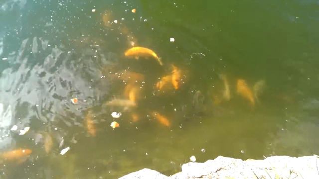 Кормим Карпов Кои смотреть онлайн