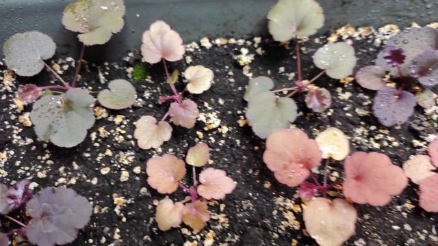 Гейхера из семян...сеянцы начинают менять окрас...#гейхера#изсемян#размножение#окраслистьев#сорт# смотреть онлайн