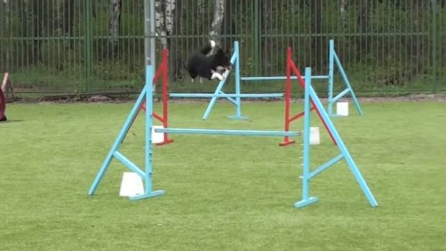 Чемпионат Северо-Западного ФО по аджилити 11.05.13 г., v25 смотреть онлайн