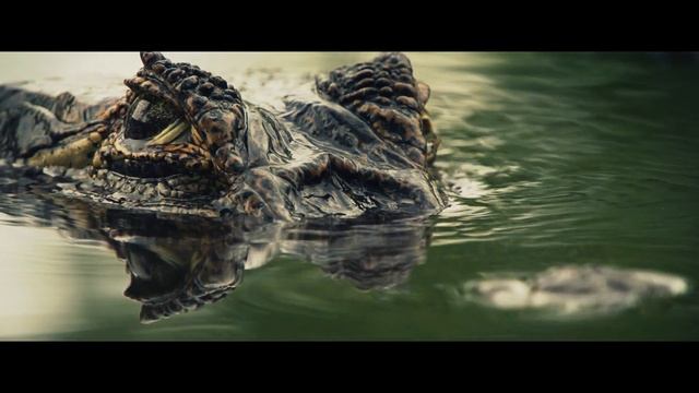 STELLARY Cosmetics Masterclass short version смотреть онлайн