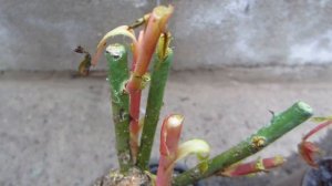 Как сажать розы ! Все этапы посадки розы в грунт !