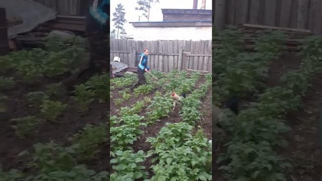 ПЕТУХ VS ЖЕНЯ смотреть онлайн