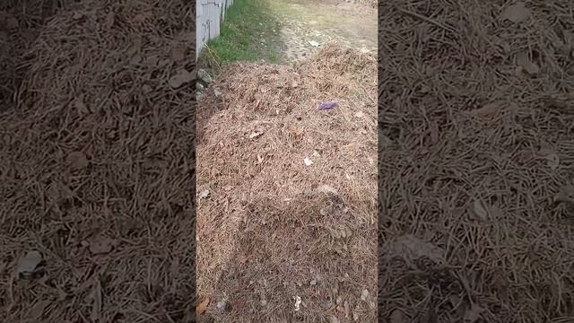 для голубики. Сады на среднем Урале смотреть онлайн