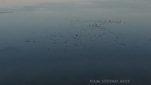 Астраханский биосферный заповедник. 100 лет! Film Studio Aves. | Film Studio Aves смотреть онлайн