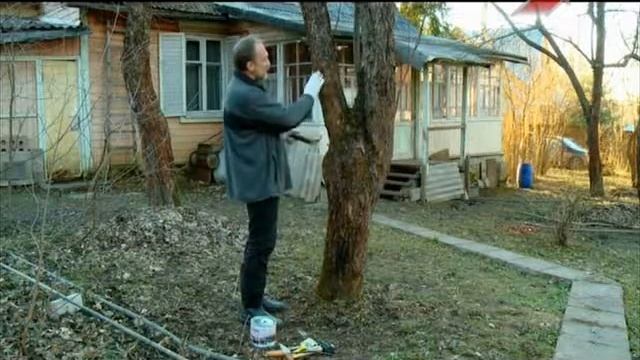 Обрезка деревьев. Способы предупреждения появления стволовых вредителей смотреть онлайн