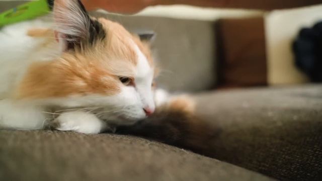 15 HOURS of Music for Cats with Anxiety 🐱💤 [Expert Made] смотреть онлайн