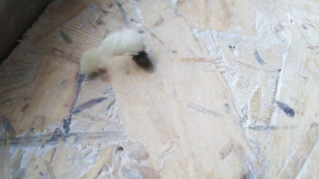 Муха vs Кусочек монтажной пены смотреть онлайн