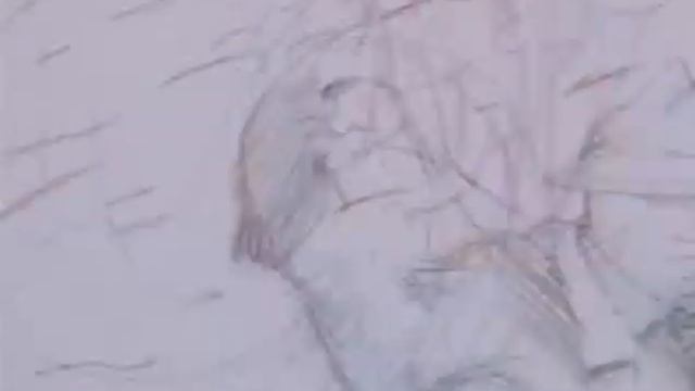 Весна и хаос маленькая история о Миядзаве Кэндзи