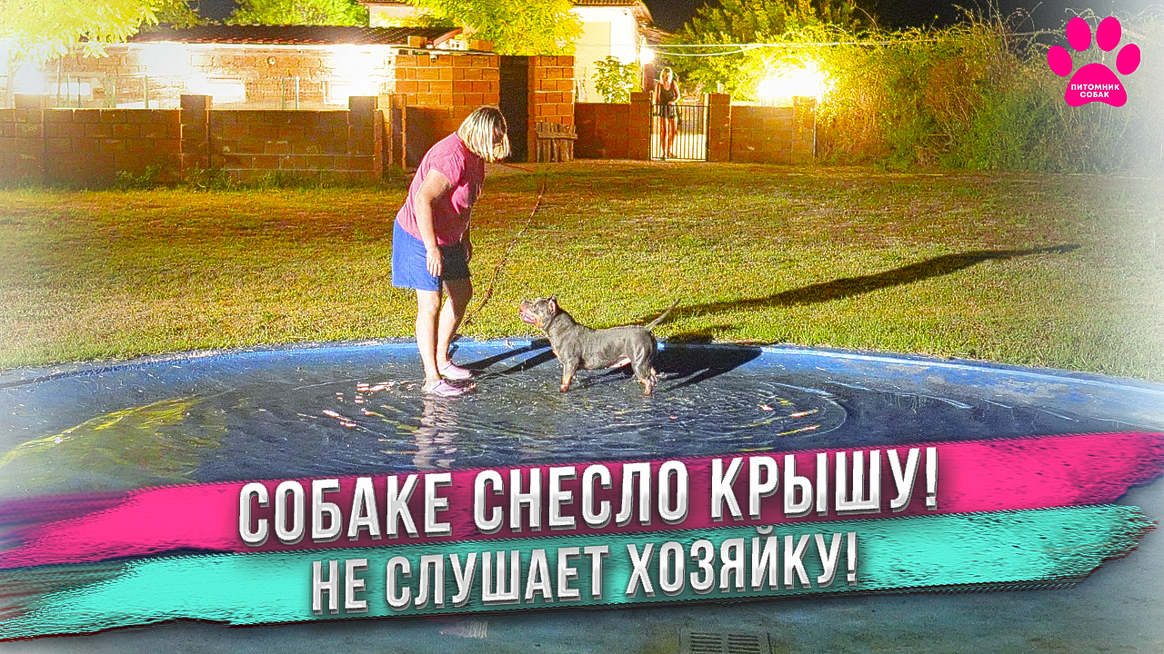 Собаке снесло крышу! Не слушается хозяйку! Ей уже почти 10 лет, а она как щенок! смотреть онлайн