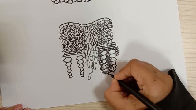 HOW TO DRAW TRANSVERSE SECTION OF DICOT STEM | BIOLOGY смотреть онлайн