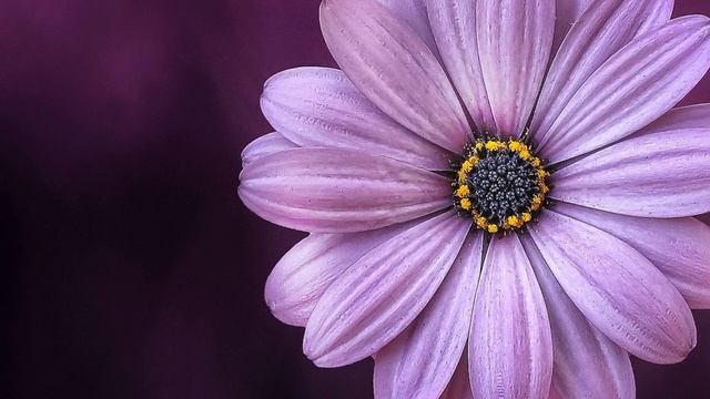 Как снизить аппетит с помощью цвета. Цветотерапия смотреть онлайн