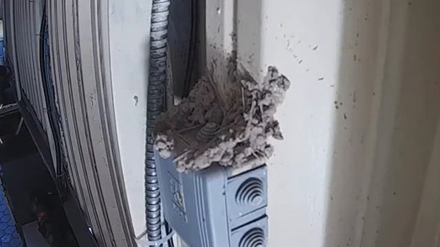 Swallow sculpts nest part. Ласточка лепит гнездо часть смотреть онлайн