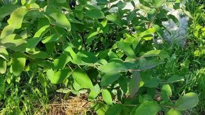 Карака Блэк ежевика и не только Великий Новгород