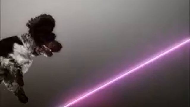 Pleix: Vitalic - Birds ( flying dogs ) смотреть онлайн