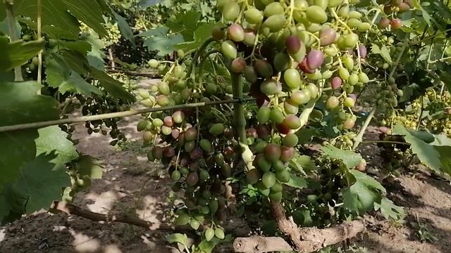 Чеканка винограда - как и когда правильно чеканить лозу винограда. смотреть онлайн