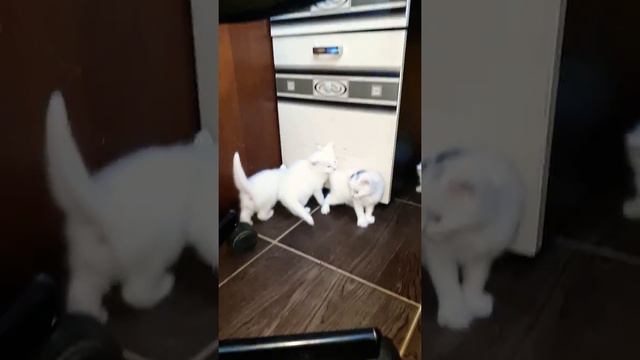 Белые коты, котята, кошка