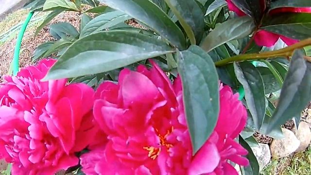 Муравьи на пионах, что делать? смотреть онлайн