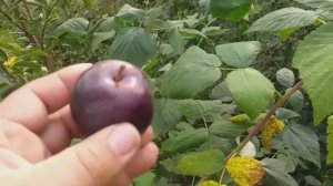 Новинка! Слива диплоидная сорт Блек Даймонд (plum Black Diamond). Сигналки. Обзор.