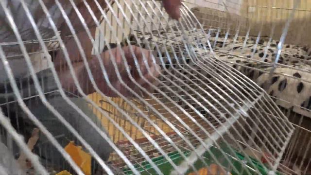 СЛОВИЛИ ПОПУГАЯ КАРЕЛЛА НА ДЕРЕВЕ И СДЕЛАЛИ ЕМУ СУПЕР КЛЕТКУ ИЗ ДВУХ ДРУГИХ! смотреть онлайн